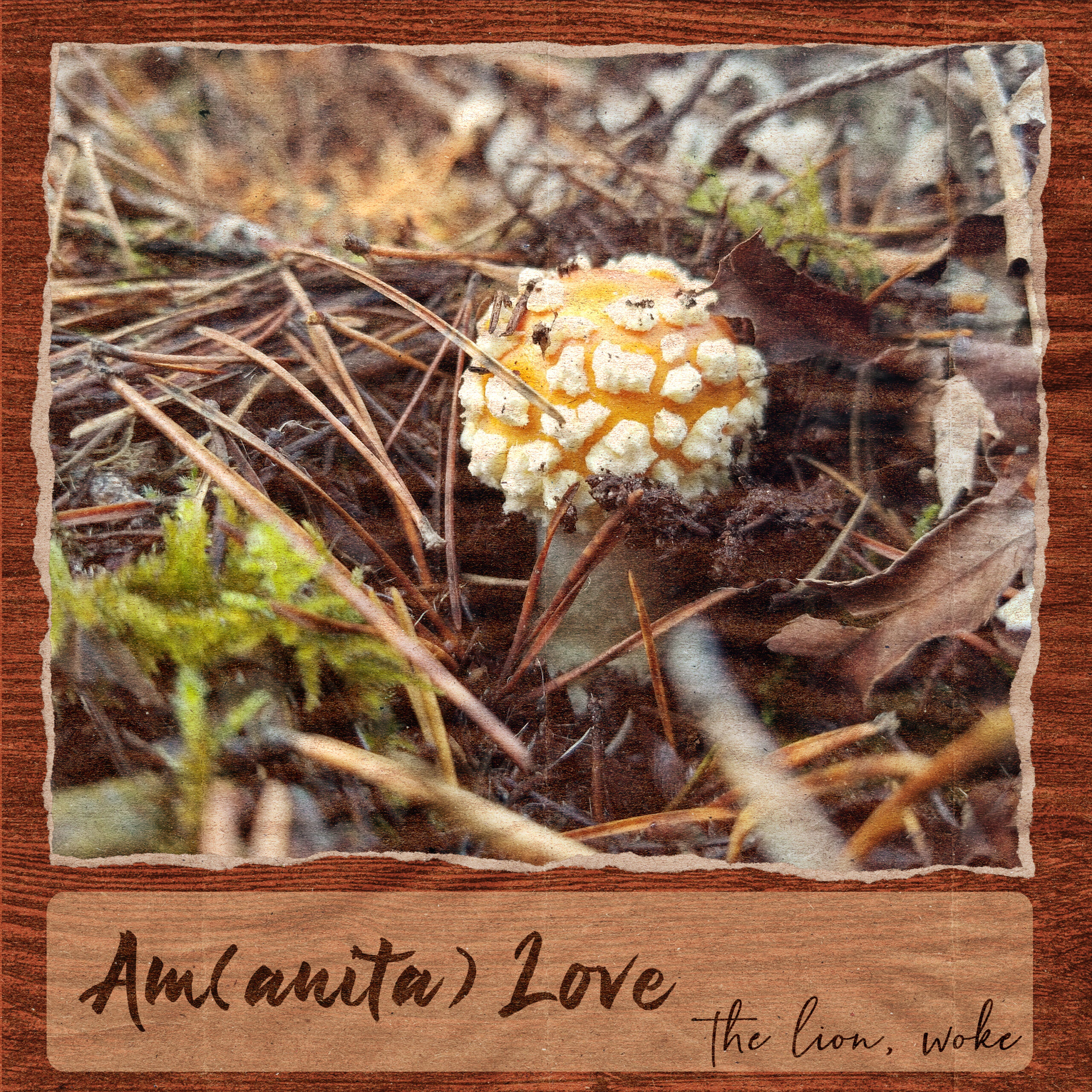 Am(anita) Love Album Cover